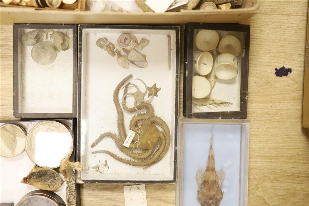 A collection of sea creature and reptile specimens, most collected before 1945,